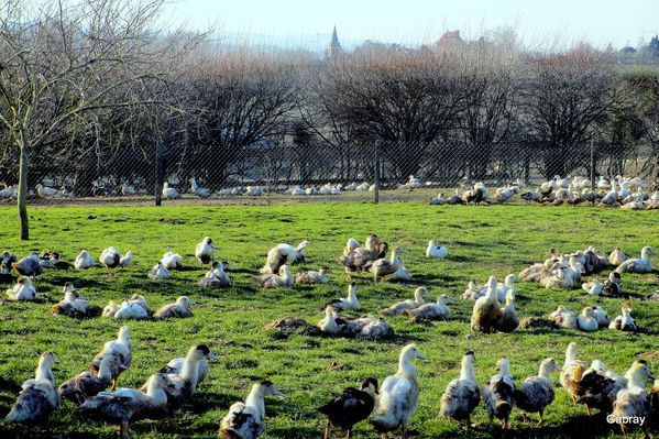 N04---Des-canards.JPG