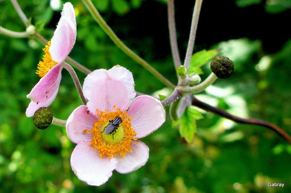 kb02---Anemone-rose.JPG