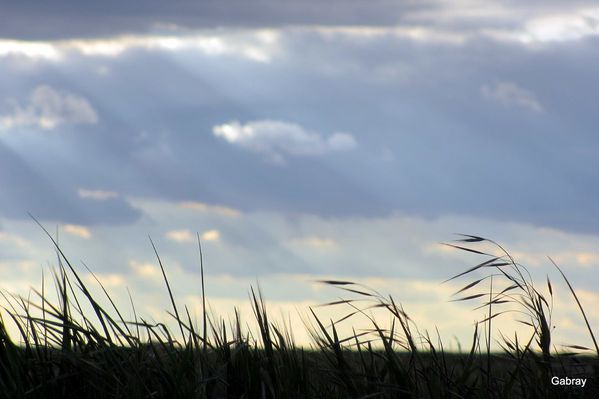 bz04---Herbes-et-ciel.JPG