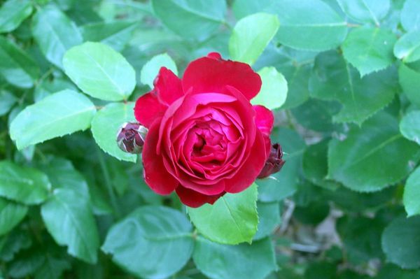 X8 - Rose rouge