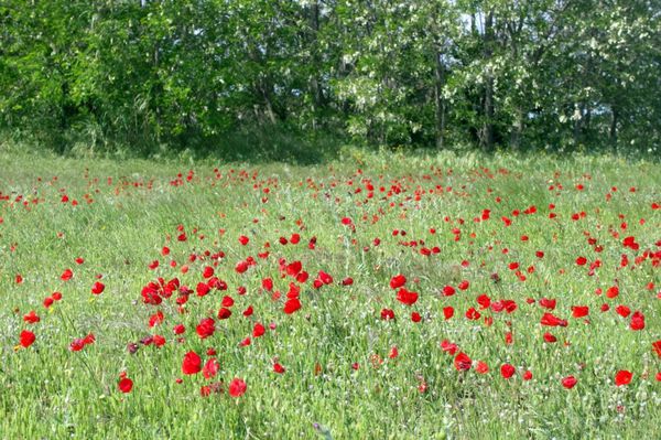 Q1 - Champ des coquelicots