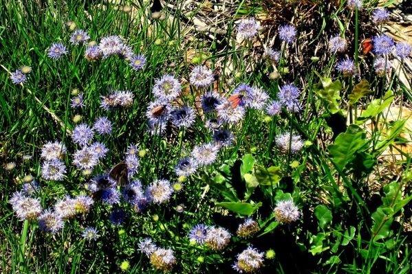 j03 - Fleurs bleues