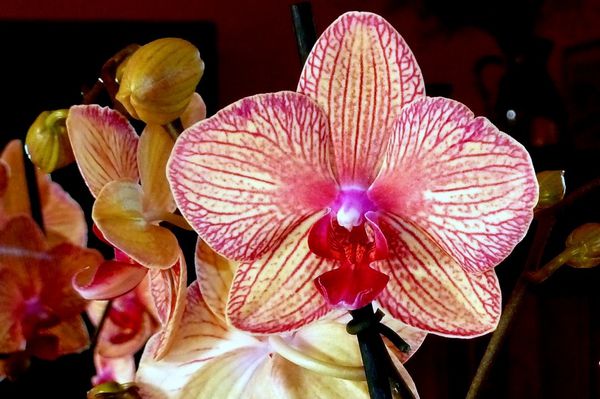 am04 - Une orchidée