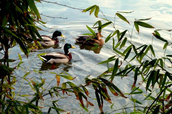 FZ02 - les 3 canards