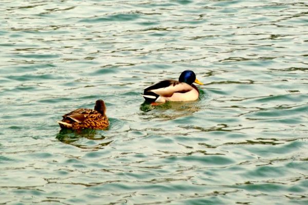 w16 - Les 2 canards