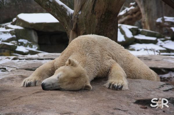 Dezember-2009 8250