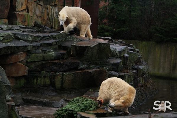 Dezember-2009 9501