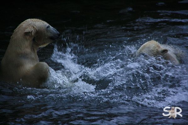Dezember-2009 9553