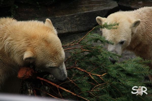Dezember-2009 9760
