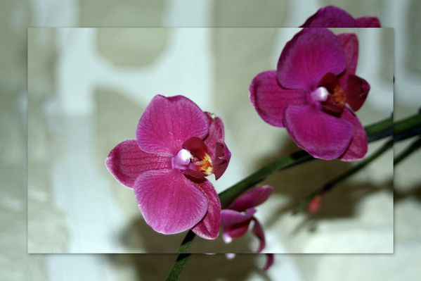 Orchidée Angelik 02-04-2011