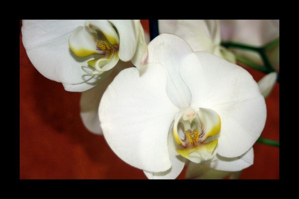 Orchidée-de-près-YC-2011