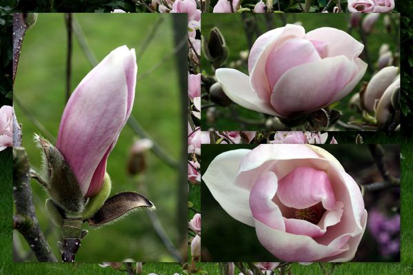 Magnolia Tulipier-04-2011