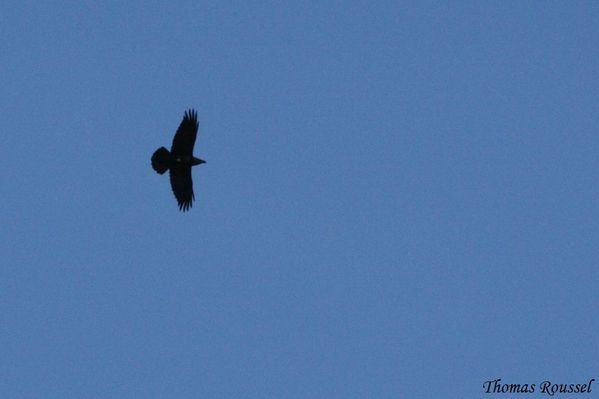 Grand Corbeau – Oiseau du Parc Naturel Régional du Luberon