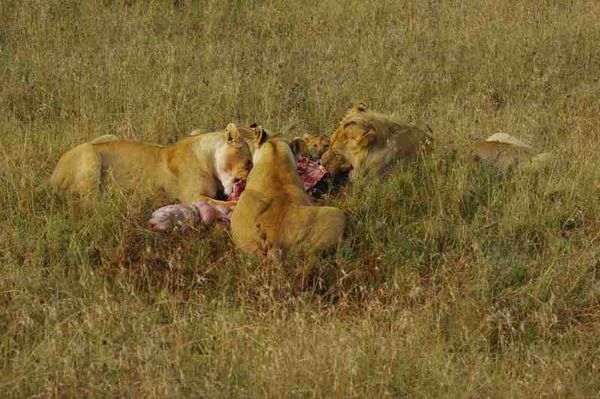 T Serengeti - repas des lions