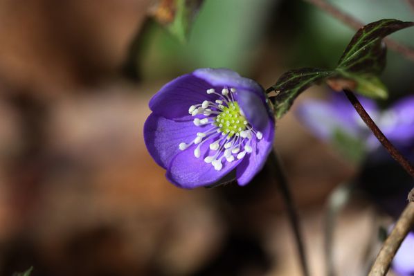 Flores--Faunes-Nature.-5175.JPG
