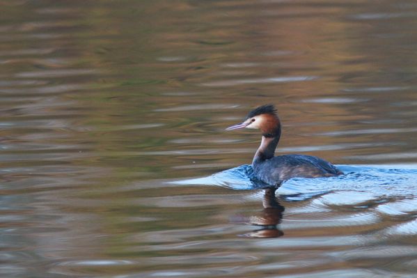 photos5 4377 grebe huppe Vert le Petit 91