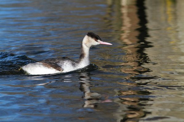 photos5 4443 grebe huppe Vert le Petit 91