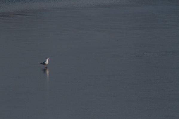 photos5 4697 mouette rieuse Saclay 91