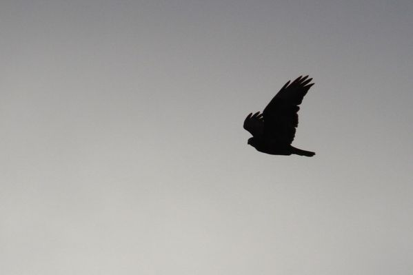 photos5 4720 rapace Saclay 91
