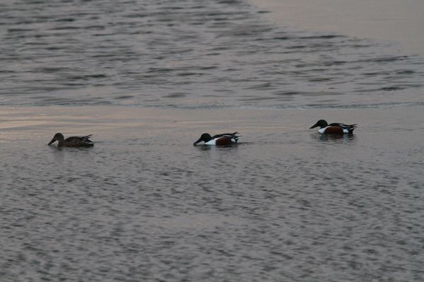 photos5 4767 canard souchet Saclay 91