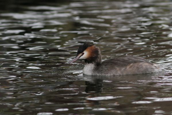 photos6-7156-grebe-huppe-Vert-le-Petit-91.jpg