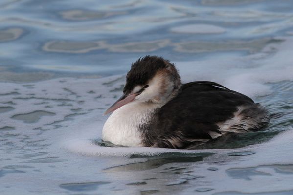 photos8 0695 grebe huppe Etretat 76