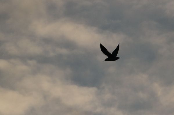 photos8 9966 mouette rieuse Saclay 91