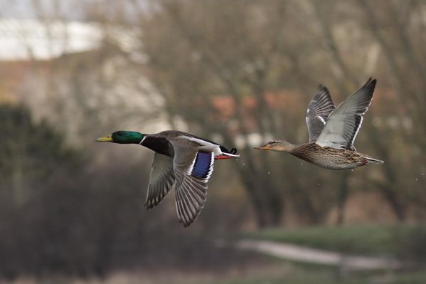 photos9 1726 canard colvert Carouge 91