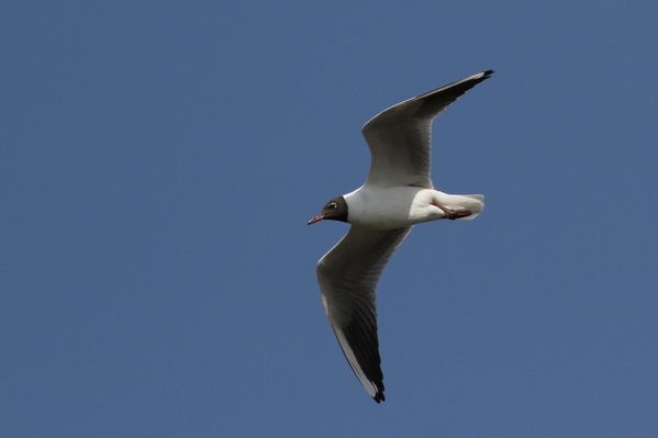 photos9 1737 mouette rieuse Carouge 91