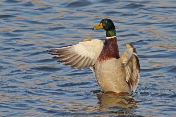 photos9 1785 2 canard colvert Carouge 91