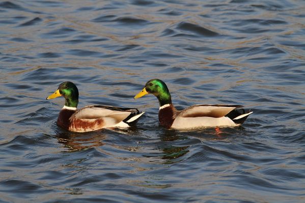 photos9 1790 canard colvert Carouge 91