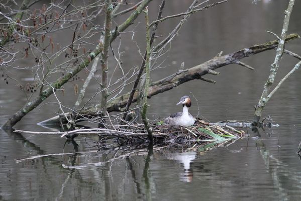 photos9 2107 grebe huppe Mennecy 91