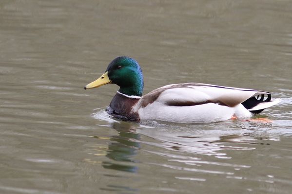 photos9 2123 canard colvert Fontenay Le Vicomte 91