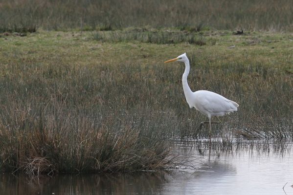 photos9 2216 grande aigrette Misery 91