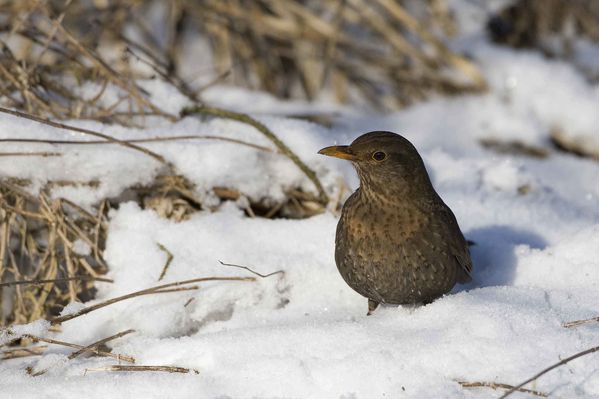 Merlette dans la neige photo d'oiseaux de Picardie Thiérache Benoit Henrion