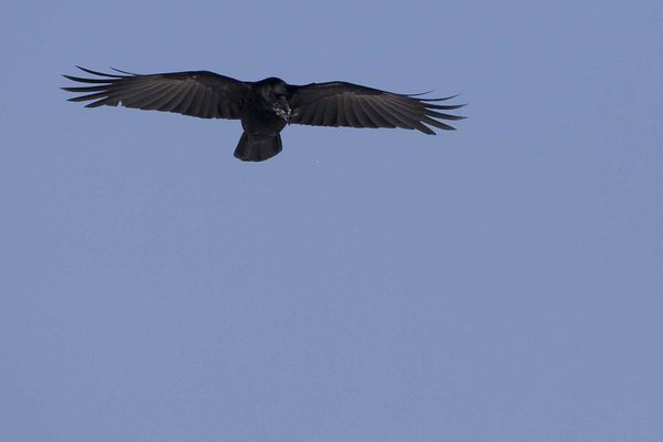 Corneille noire en vol photo d'oiseaux de Picardie Thiérache Benoit Henrion