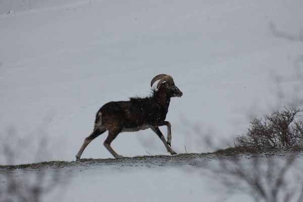 mouflons-6610m.jpg