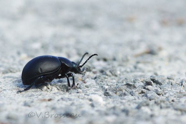 scarabee14-02.jpg