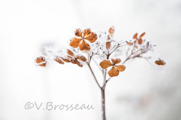 hortensia-hiver-15-01.jpg