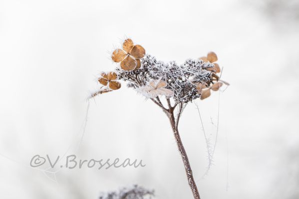 hortensia-hiver-15-03.jpg