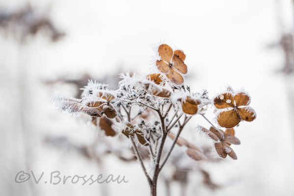 hortensia-hiver-15-04.jpg