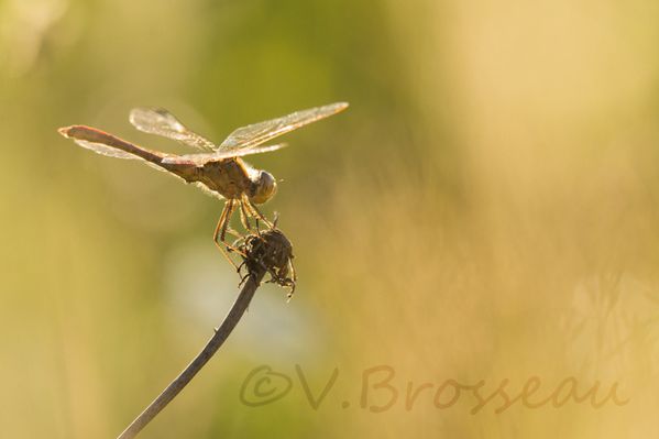 sympetrum-soir13-03