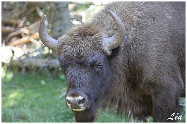 Animaux-2687-jeune-bison.jpg
