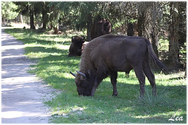 Animaux-2716-petit-bison.jpg