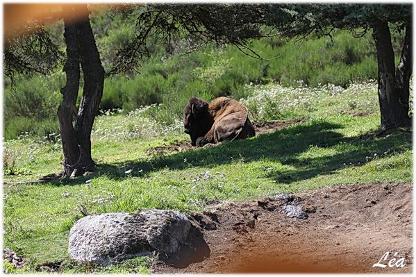 Animaux-2741-bison-amerique.jpg