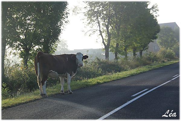 Animaux-4258-vache.jpg