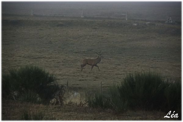 _MG_4001-cerf.jpg