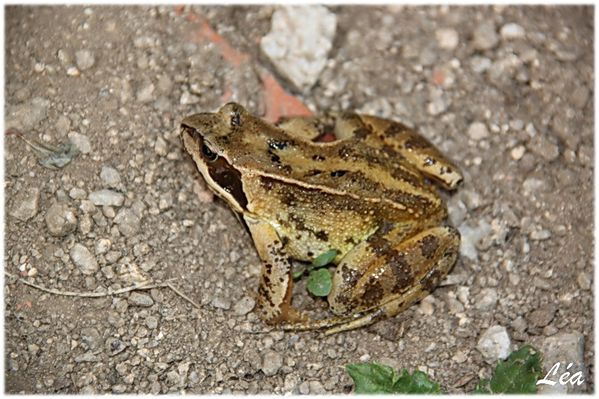 Batraciens-tritons-9296-grenouille-agile.jpg