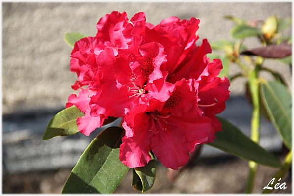 Fleurs-2-6257-rhododendron.jpg