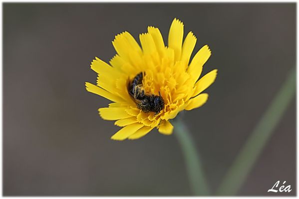Insectes-2-2051-petite-abeille.jpg
